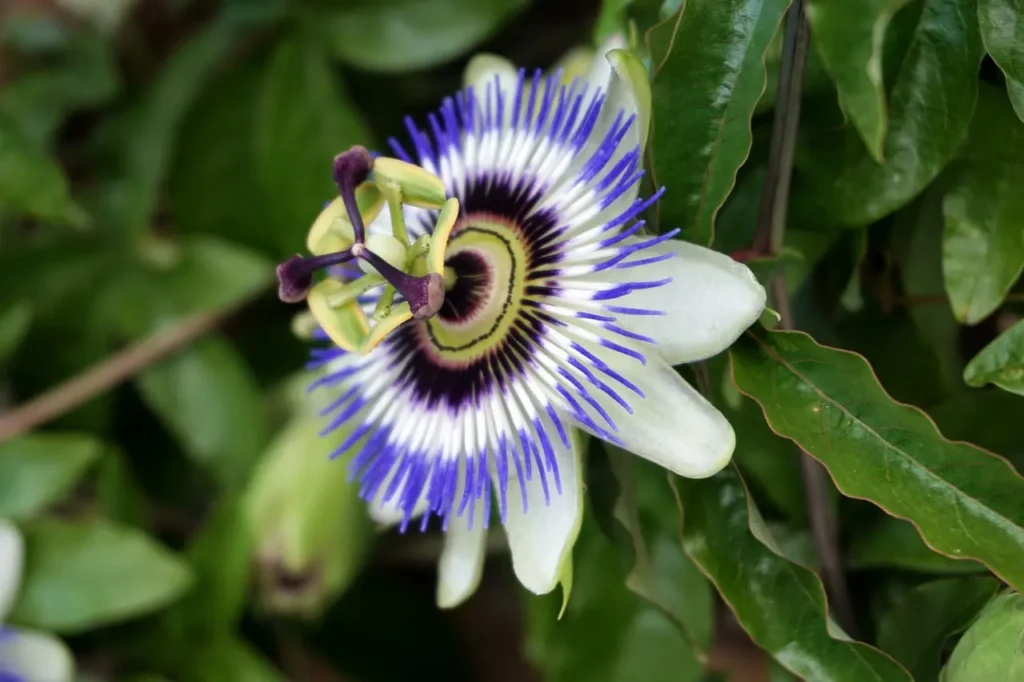 fleurs de passiflore