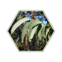 blog plante médicinale feuilles eucalyptus