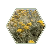 anti-traumatique et anti-inflammatoire